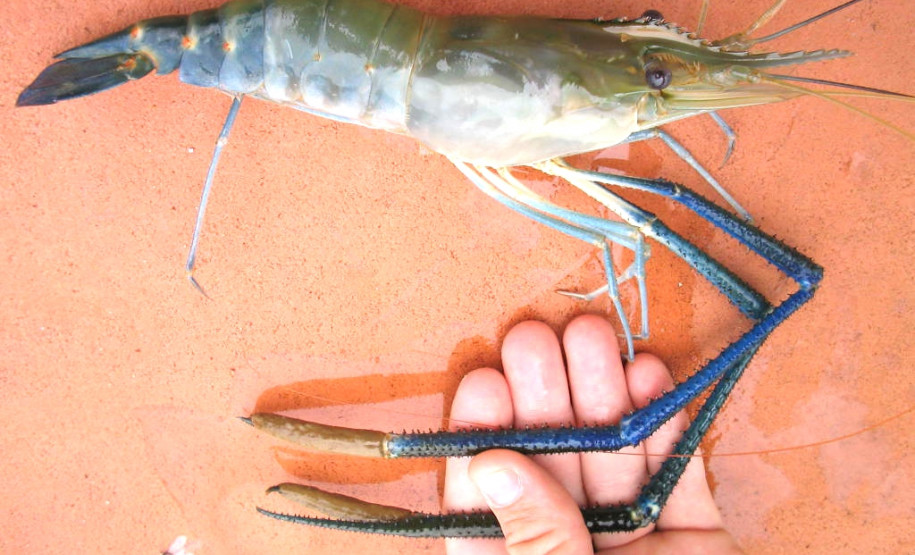 O Colégio Estadual Agrícola Adroaldo Augusto Colombo, em Palotina, Oeste do Paraná, ampliou as práticas da atividade de piscicultura para oferecer mais conhecimentos e oportunidades de melhoria de renda aos alunos do Curso Técnico em Agropecuária. A escola, que pertence ao Governo do Estado, introduziu a criação de crustáceos (carcinicultura) nos tanques onde são criadas tilápias.