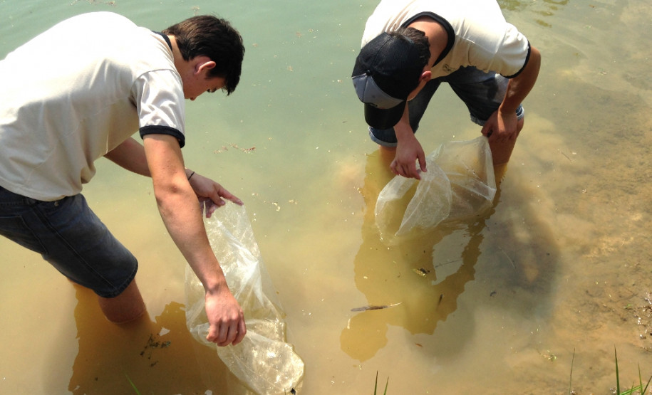 O Colégio Estadual Agrícola Adroaldo Augusto Colombo, em Palotina, Oeste do Paraná, ampliou as práticas da atividade de piscicultura para oferecer mais conhecimentos e oportunidades de melhoria de renda aos alunos do Curso Técnico em Agropecuária. A escola, que pertence ao Governo do Estado, introduziu a criação de crustáceos (carcinicultura) nos tanques onde são criadas tilápias.
