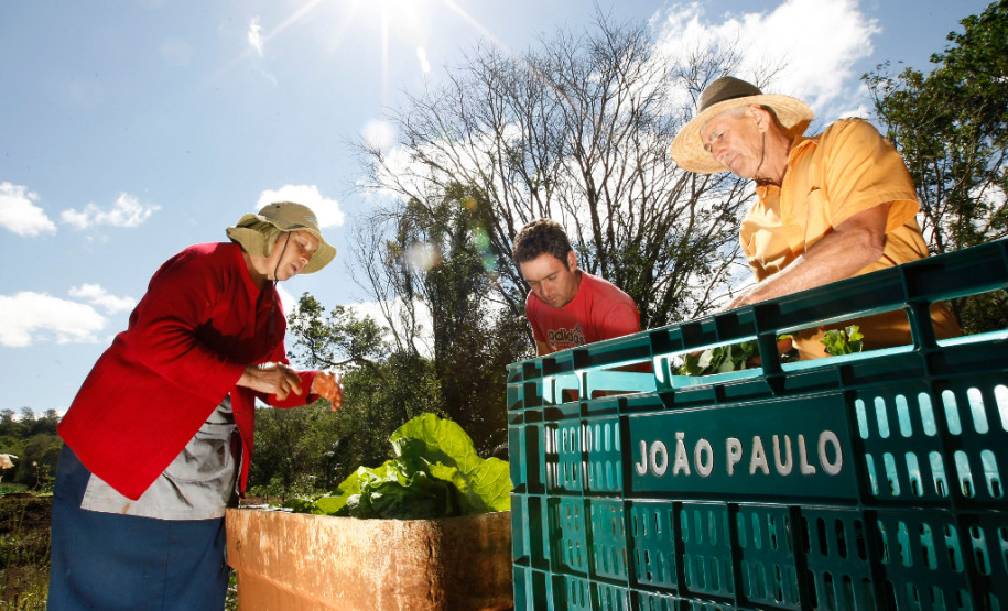 Agricultura Familiar. familia de João Paulo e seus pais na horta, em Arapongas, produz para a merenda escolar.