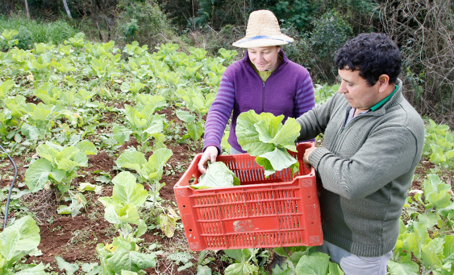 As cooperativas que firmaram contratos com o Governo do Estado já iniciam nesta semana, as a entrega dos produtos da agricultura familiar às escolas da rede pública estadual. Os itens incluem legumes, verduras e hortifrutigranjeiros.
