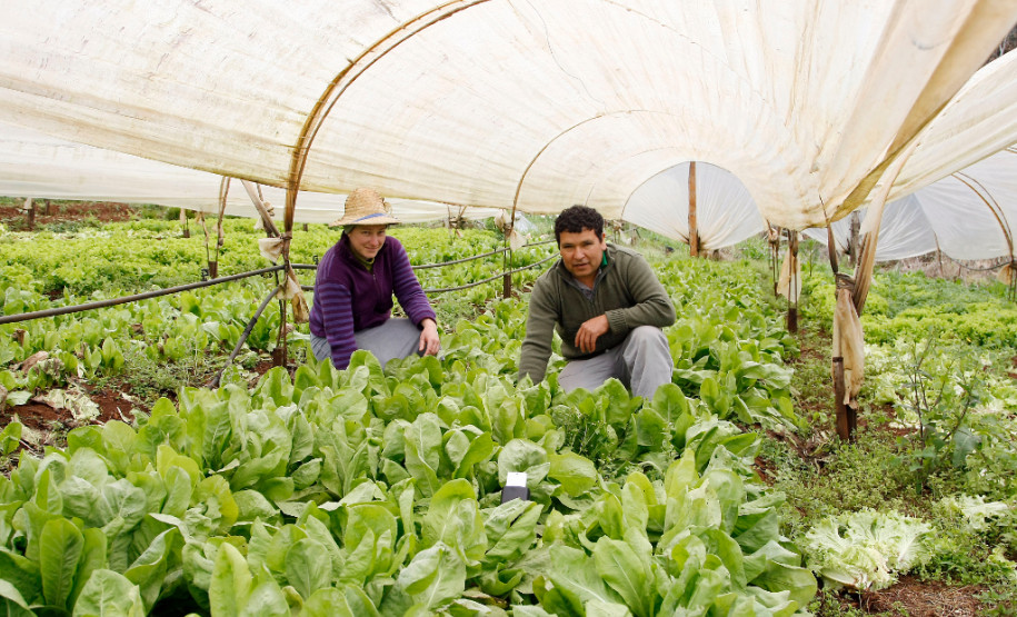 As cooperativas que firmaram contratos com o Governo do Estado já iniciam nesta semana, as a entrega dos produtos da agricultura familiar às escolas da rede pública estadual. Os itens incluem legumes, verduras e hortifrutigranjeiros.