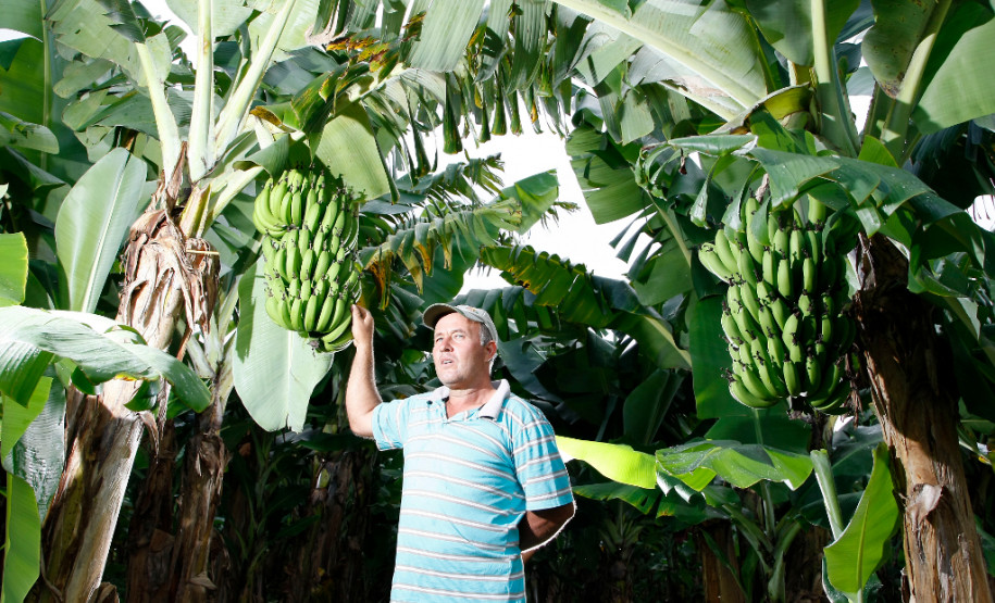 As cooperativas que firmaram contratos com o Governo do Estado já iniciam nesta semana, as a entrega dos produtos da agricultura familiar às escolas da rede pública estadual. Os itens incluem legumes, verduras e hortifrutigranjeiros.