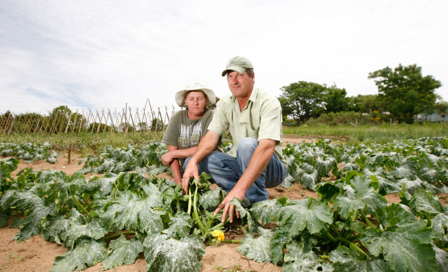 As cooperativas que firmaram contratos com o Governo do Estado já iniciam nesta semana, as a entrega dos produtos da agricultura familiar às escolas da rede pública estadual. Os itens incluem legumes, verduras e hortifrutigranjeiros.