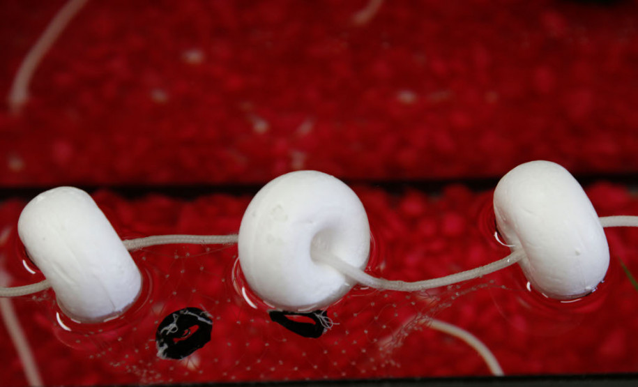 Paranaenses ganham concurso com projeto de rede de pesca Os estudantes Rayane Silva Bueno, 17 anos, e Diego Modesto Cordeiro, 17 anos, do 3° ano do ensino médio do Colégio Estadual Maria de Lourdes Morozowski, em Paranaguá (no Litoral), ficaram em primeiro lugar na 5º edição da Feira de Inovação das Ciências e Engenharias (Ficiências), na categoria melhor trabalho