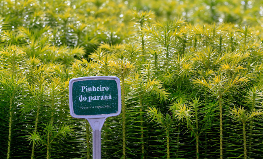 Dia Mundial do Meio Ambiente nas escolas Produção de mudas nativas do IAP.