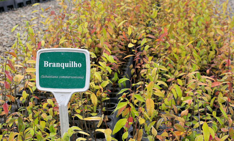 Dia Mundial do Meio Ambiente nas escolas Produção de mudas nativas do IAP.