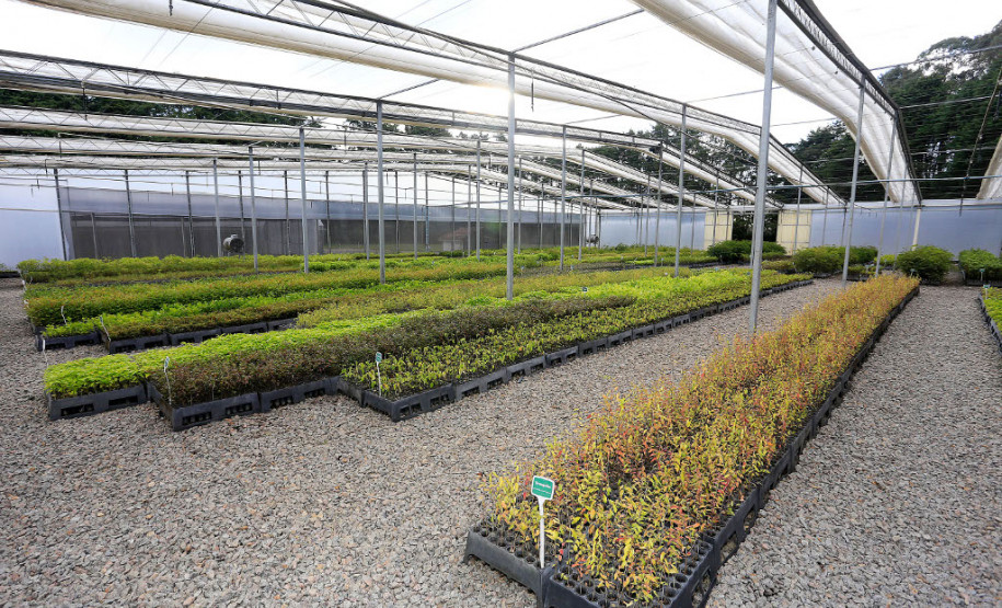 Dia Mundial do Meio Ambiente nas escolas Produção de mudas nativas do IAP.