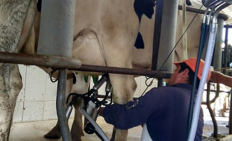 O rebanho de vacas leiteiras da raça holandesa do Centro Estadual de Educação Profissional (CEEP) Olegário Macedo, em Castro, na região dos Campos Gerais, entrou para uma galeria seleta. Na semana passada a fazenda-escola recebeu da Associação Paranaense de Criadores de Bovinos da Raça Holandesa (APCBRH) o certificado Vaca Vitalícia 2016 para animais da raça holandesa que produzem mais de 100 mil litros de leite durante a vida.