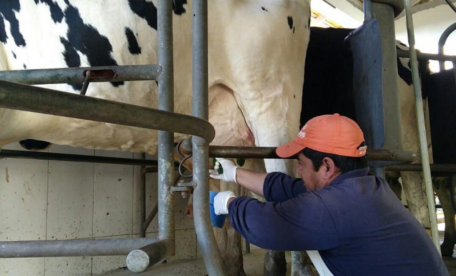 O rebanho de vacas leiteiras da raça holandesa do Centro Estadual de Educação Profissional (CEEP) Olegário Macedo, em Castro, na região dos Campos Gerais, entrou para uma galeria seleta. Na semana passada a fazenda-escola recebeu da Associação Paranaense de Criadores de Bovinos da Raça Holandesa (APCBRH) o certificado Vaca Vitalícia 2016 para animais da raça holandesa que produzem mais de 100 mil litros de leite durante a vida.