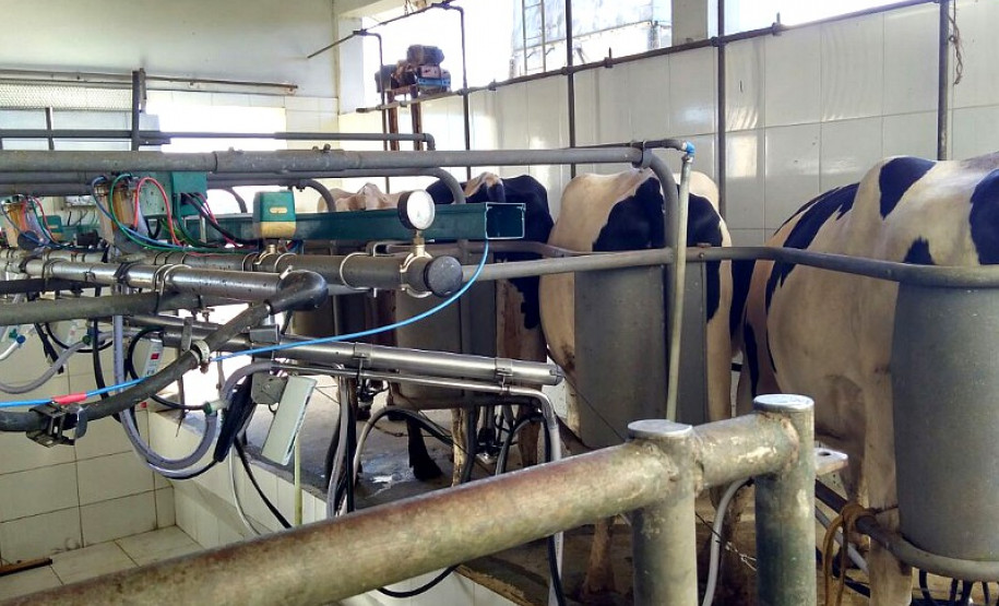 O rebanho de vacas leiteiras da raça holandesa do Centro Estadual de Educação Profissional (CEEP) Olegário Macedo, em Castro, na região dos Campos Gerais, entrou para uma galeria seleta. Na semana passada a fazenda-escola recebeu da Associação Paranaense de Criadores de Bovinos da Raça Holandesa (APCBRH) o certificado Vaca Vitalícia 2016 para animais da raça holandesa que produzem mais de 100 mil litros de leite durante a vida.