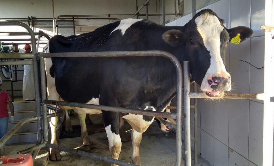 O rebanho de vacas leiteiras da raça holandesa do Centro Estadual de Educação Profissional (CEEP) Olegário Macedo, em Castro, na região dos Campos Gerais, entrou para uma galeria seleta. Na semana passada a fazenda-escola recebeu da Associação Paranaense de Criadores de Bovinos da Raça Holandesa (APCBRH) o certificado Vaca Vitalícia 2016 para animais da raça holandesa que produzem mais de 100 mil litros de leite durante a vida.