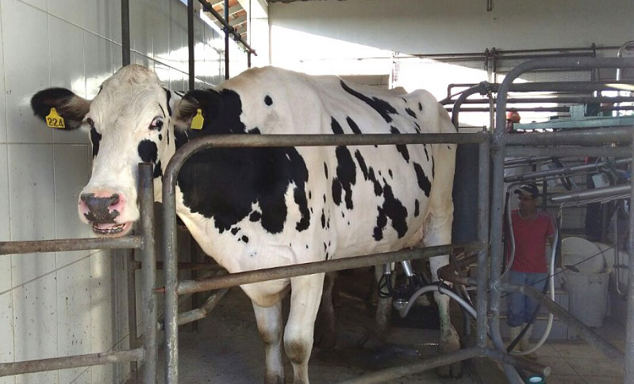 O rebanho de vacas leiteiras da raça holandesa do Centro Estadual de Educação Profissional (CEEP) Olegário Macedo, em Castro, na região dos Campos Gerais, entrou para uma galeria seleta. Na semana passada a fazenda-escola recebeu da Associação Paranaense de Criadores de Bovinos da Raça Holandesa (APCBRH) o certificado Vaca Vitalícia 2016 para animais da raça holandesa que produzem mais de 100 mil litros de leite durante a vida.