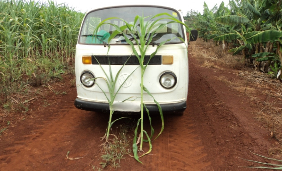Alunos vivenciam práticas de irrigação para aumento de produção agrícola em colégio de Cambará. Formação dá subsídios para trabalho como técnico.