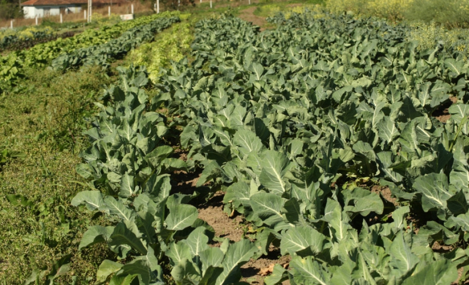 Os próximos encontros serão realizados em Londrina, no Colégio Estadual Barão do Rio Branco, e em Paysandu no Colégio Estadual Vercindes Gonçalves dos Reis. (Foto: Horta do colégio)