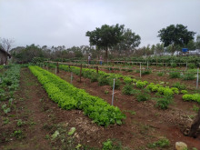 Colégio Agrícola de Umuarama